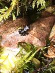 buffo_2021-07-10_13-40-28.jpg